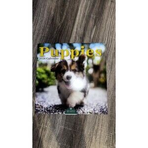 2026 Puppies Wall Calendar 12x12” Curious Cute Picture Glossy